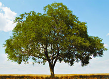 Baum.jpg