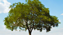 Baum.jpg