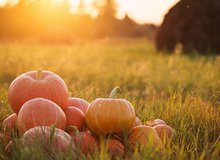 Kürbisse auf Feld.jpg