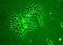 Pflanzenzellen Mokroskopansicht grün.jpg