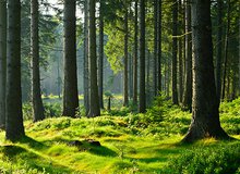 Wald Boden Stämme.jpg